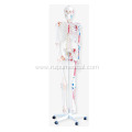 Skeleton with Muscles and Ligaments 180cm Tall